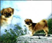 dogpic.jpg