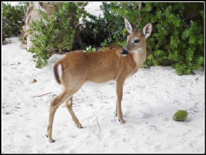 keydeer.jpg