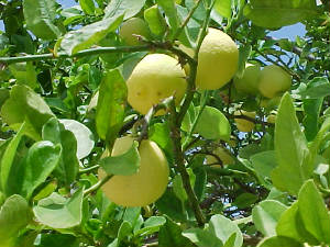 keylime01.jpg