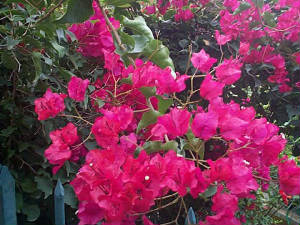 keysbougainvillea.jpg