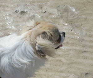 macypic027.jpg