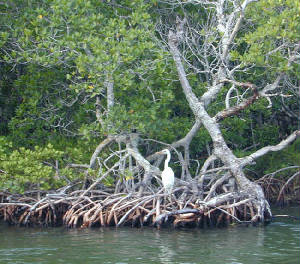 mangroveswetlands.jpg