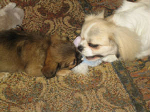 pic004v2.jpg