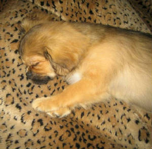 pic004z.jpg