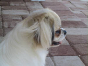 piczz022.jpg