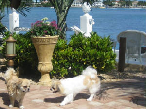 piczz029.jpg
