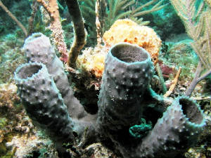 reef.jpg