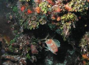 reef2.jpg