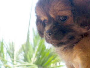 ricciepage2n.jpg