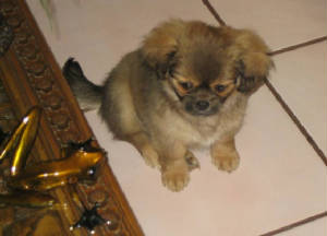 ricciepage2s.jpg