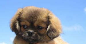 ricciepage2t.jpg