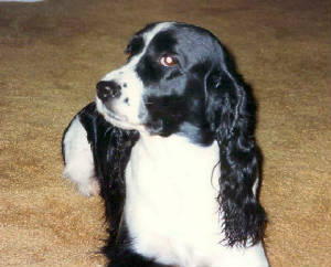 scan0564.jpg