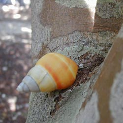 florida-tree-snail.jpg