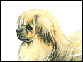 tibetan_spaniel.gif