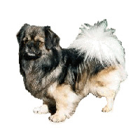 tibetan_spaniel_l.jpg